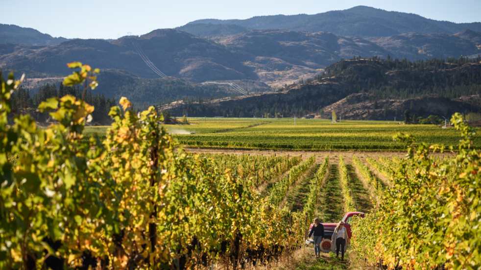 Okanagan Valley Vineyard